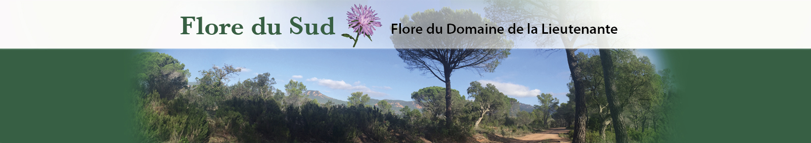 Flore du sud, la Flore de la Garrigue